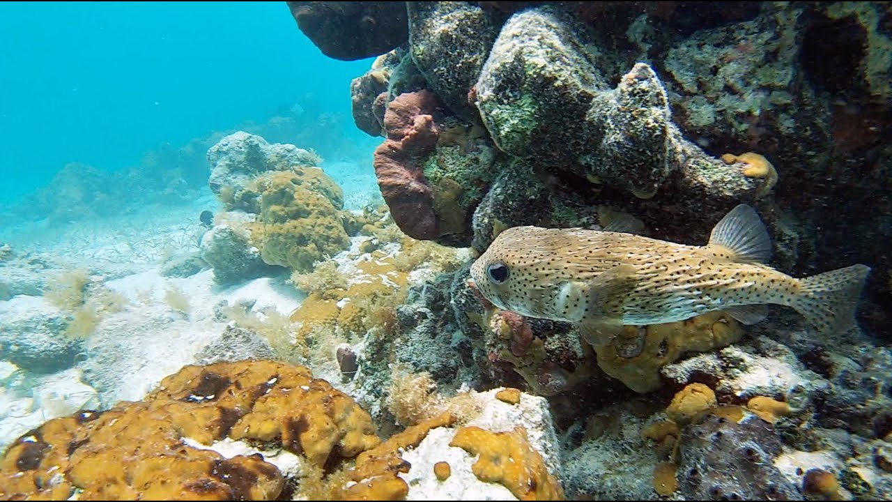 Snorkeling Smith's Reef in Turks and Caicos