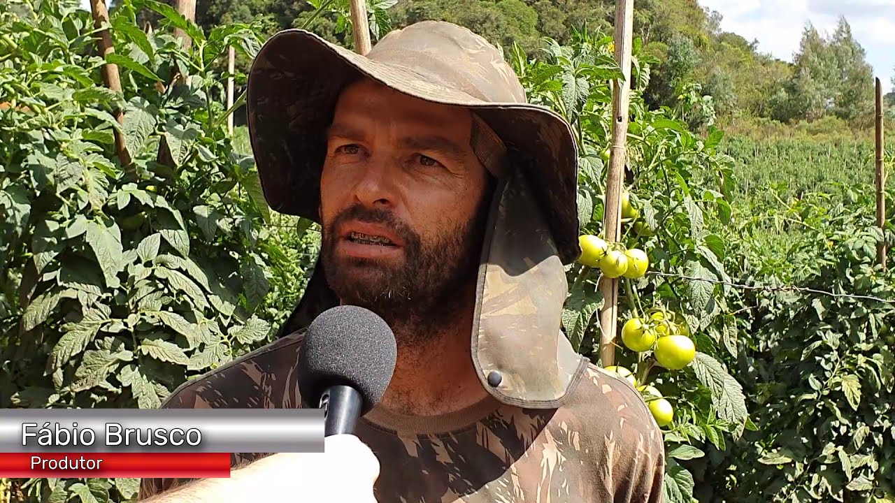 RBV Agro: Os desafios para ter lucro com a produção de tomates!