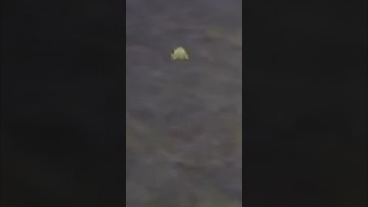 This #shinypokemon Is Too Noticeable! (it's Joltik) #pokemon #pokemonscarletandviolet
