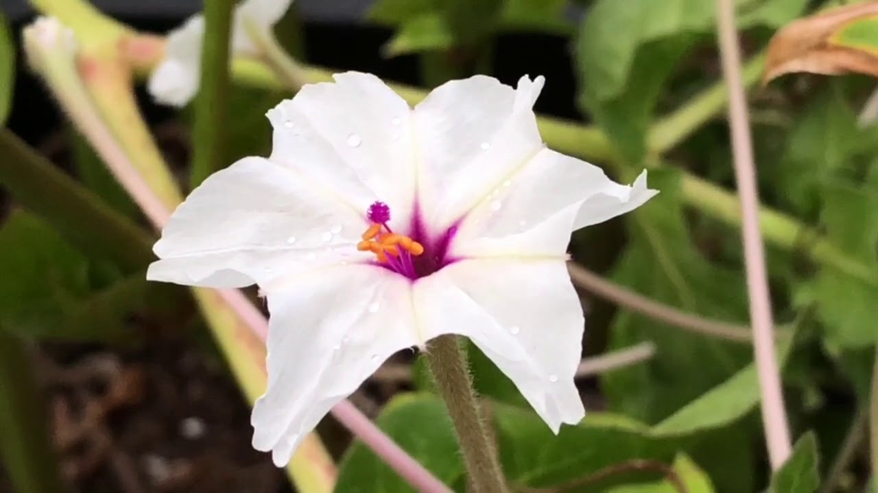 Mirabilis Jalapa und Mirabilis Longiflora verabschieden sich so langsam