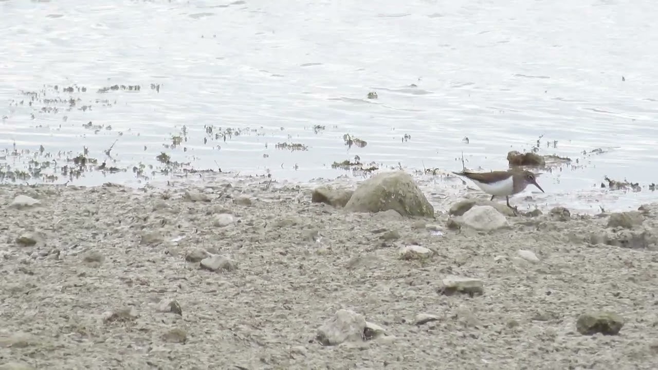 Common Sandpiper, Dernford Reservoir, Cambridgeshire, 31/7/22