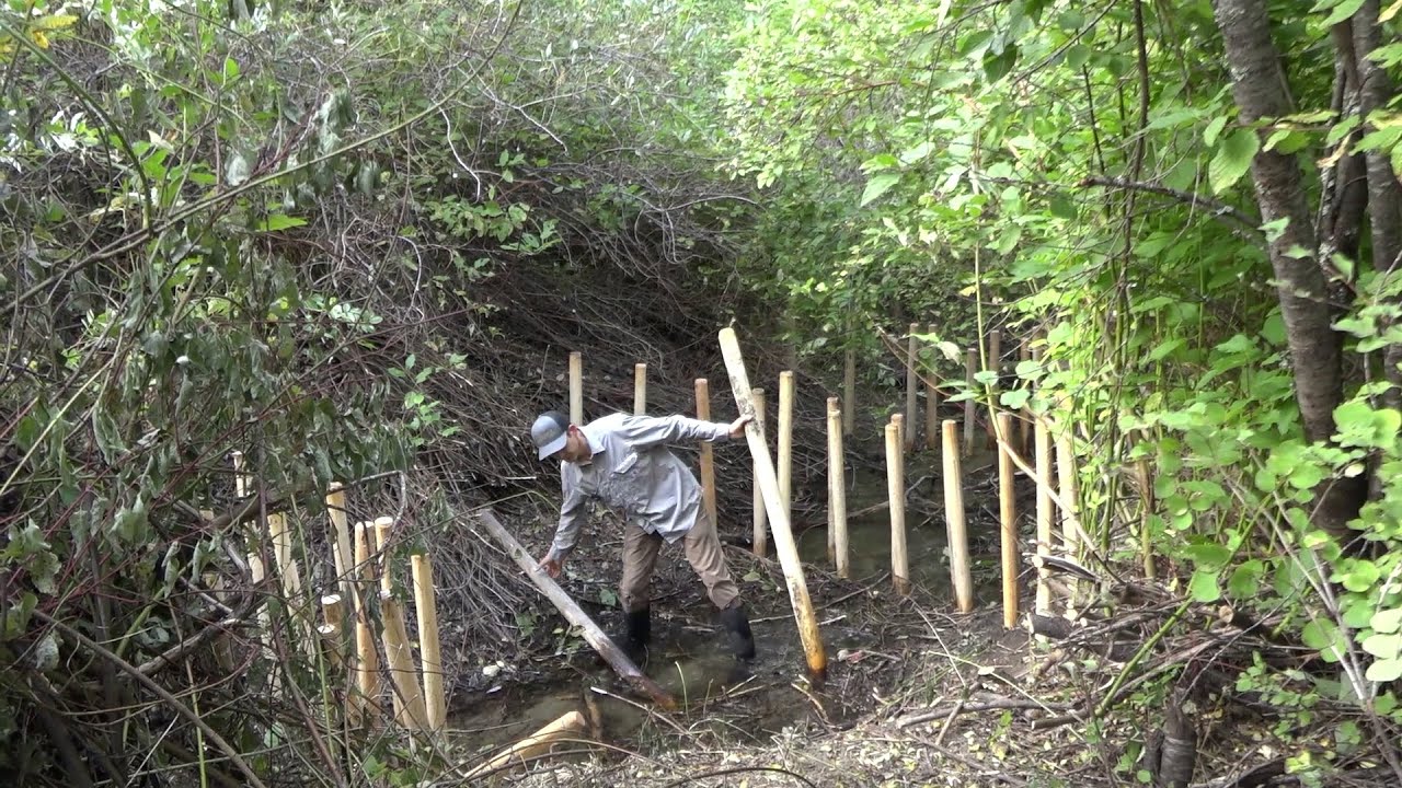 'Beaver dam analogs' recreate wild waterways