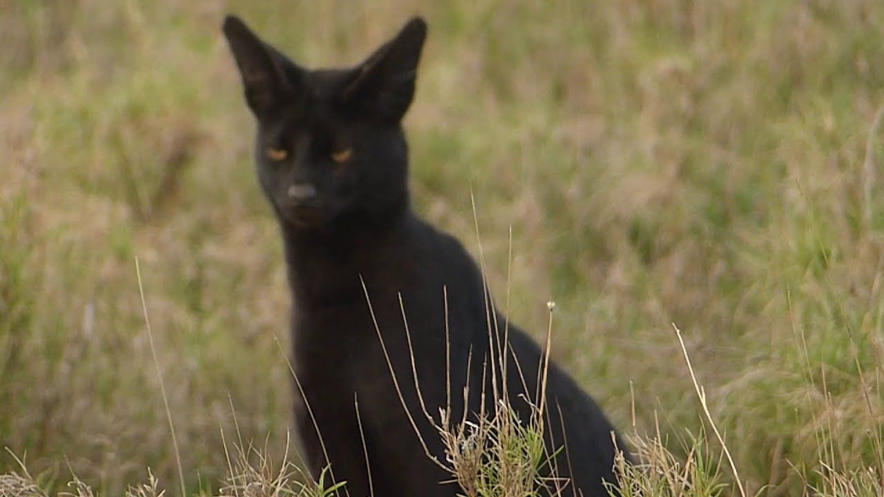Lion Attack on a 'Black' Serval