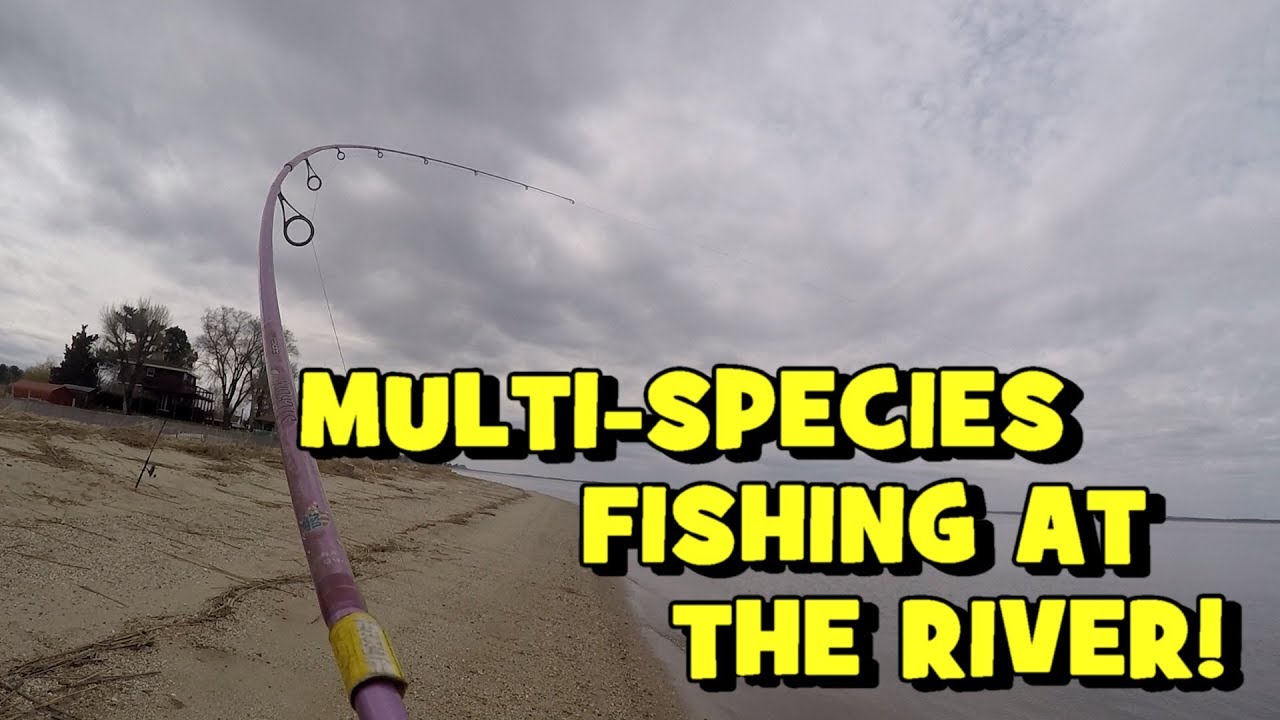 FAT!!! A NICE FISH EMERGES! (Fishing the Delaware River)