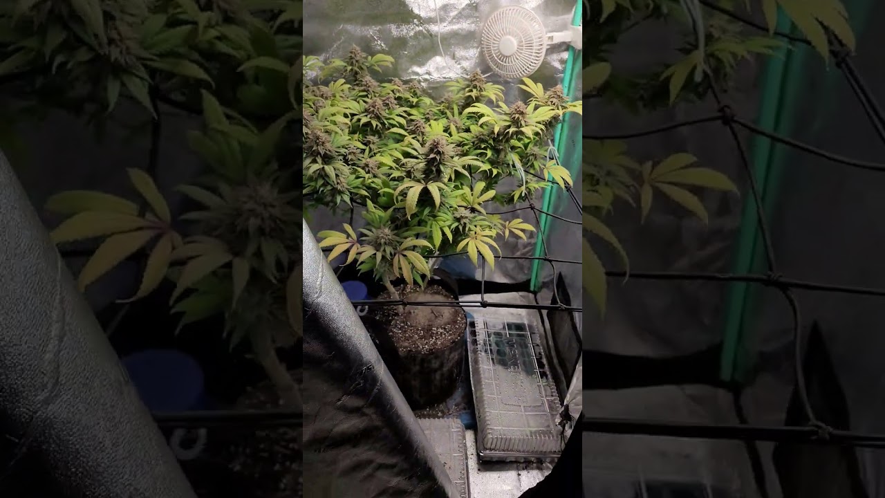 bc God bud week 9