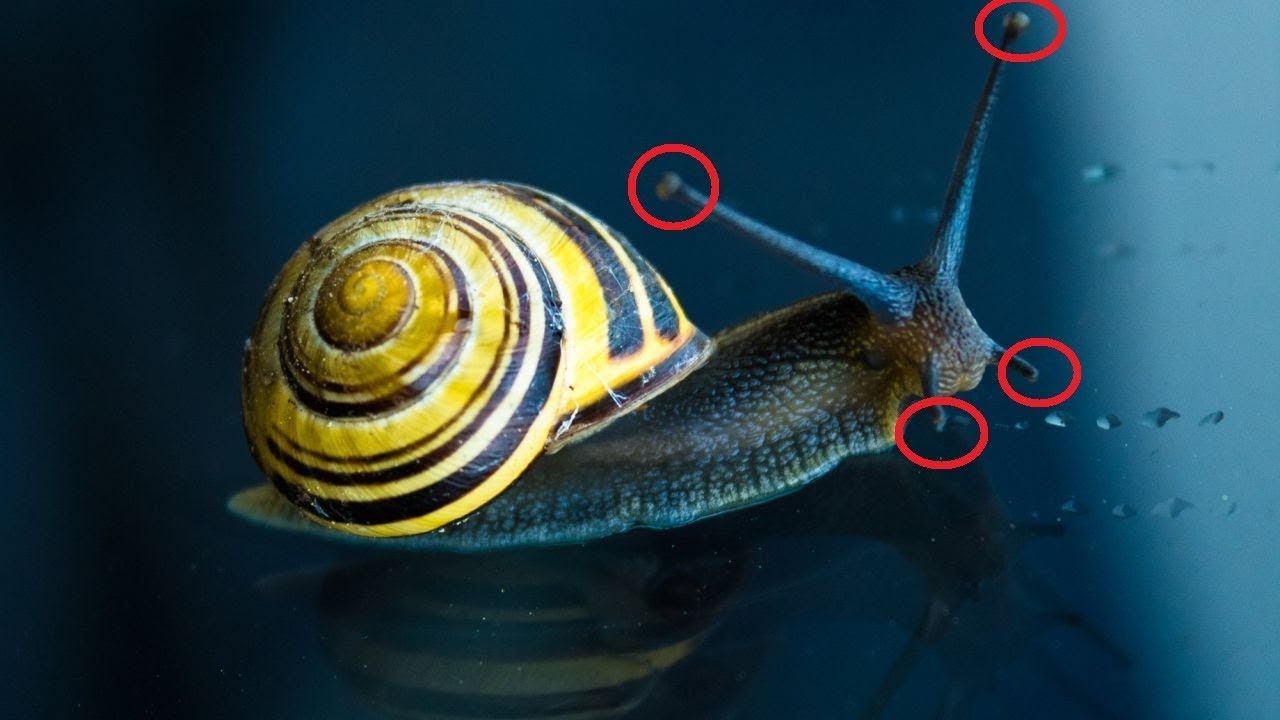 QUIZ in Cultura Generale: 10 secondi a domanda, 20 domande: Letteratura, Geografia, Sport, Storia