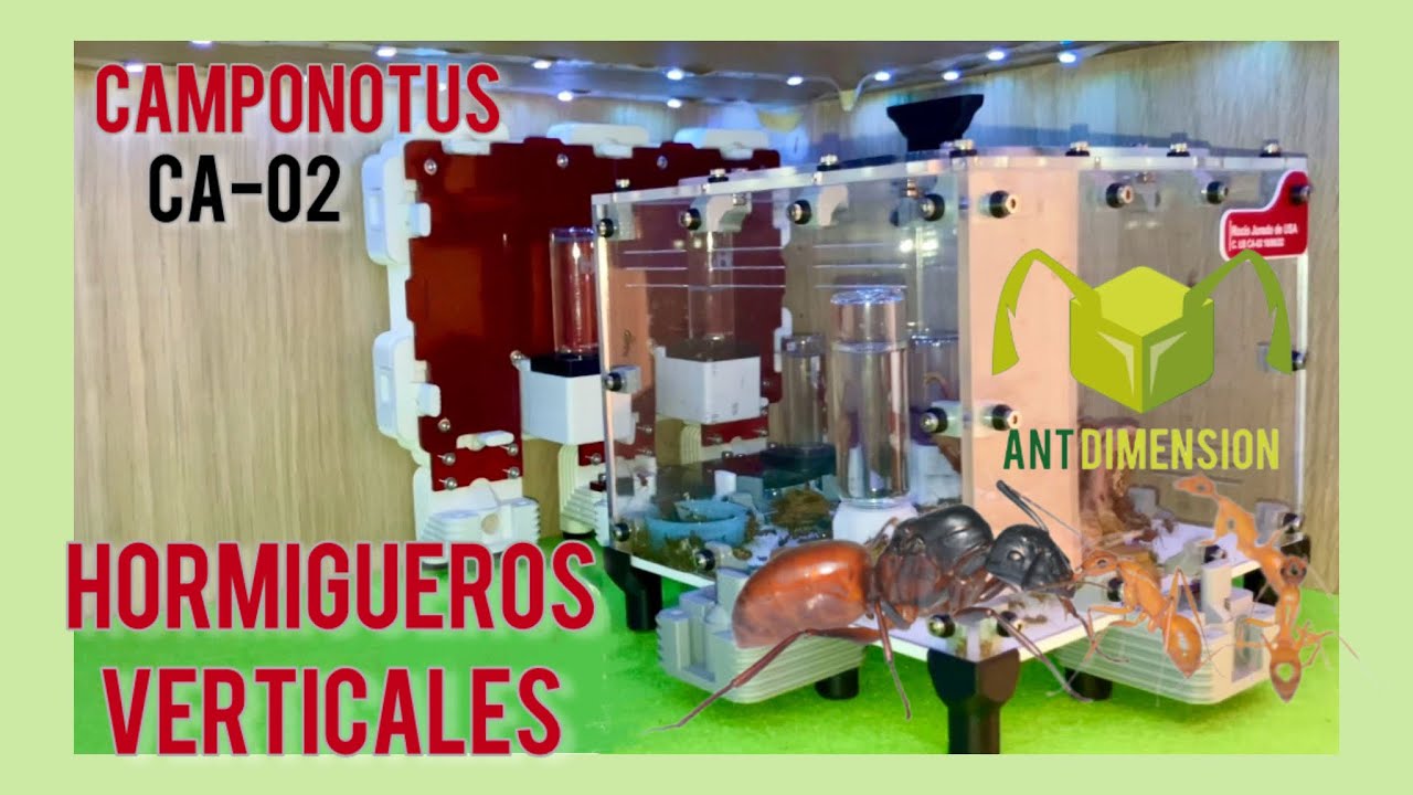 Camponotus CA-02 | Hormigueros verticales 