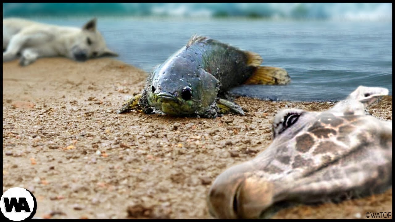 Esta es la Razón por la que los Animales Mueren Cuando Este Pez Camina por Tierra