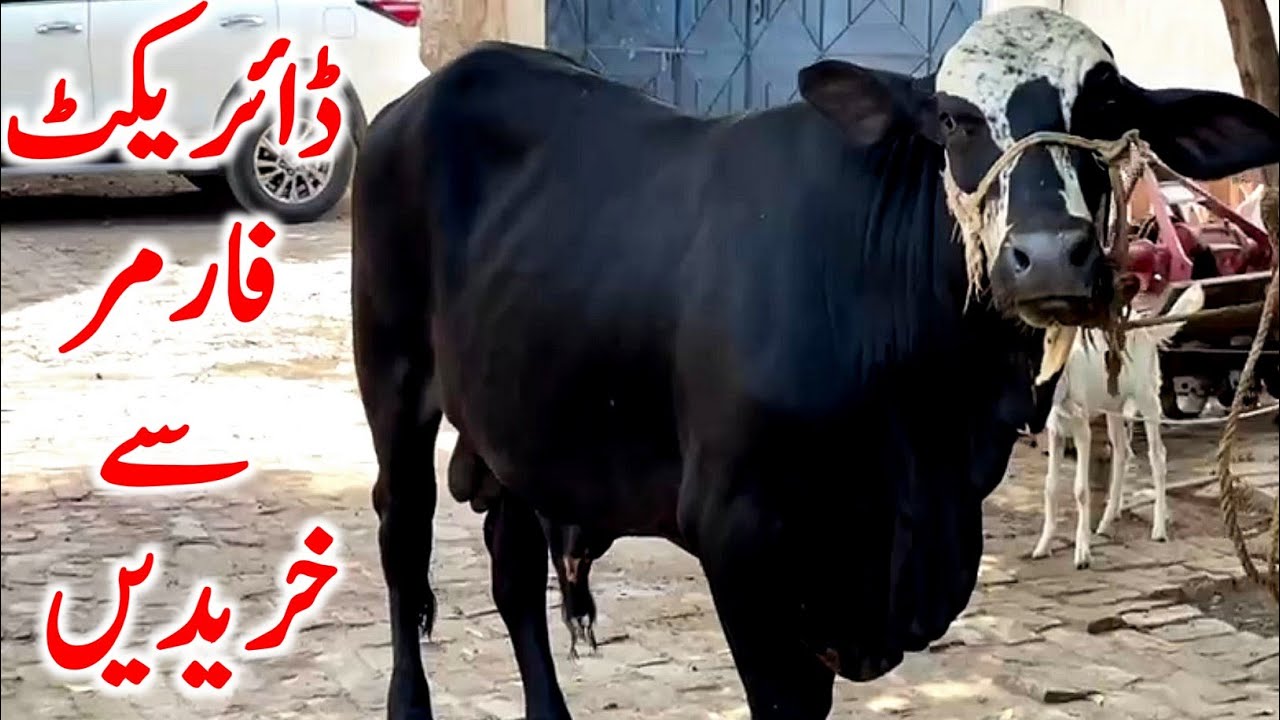 Cholistani Sahiwal Brahman Bachre Near Multan Cow Mandi || Global Village Farming 