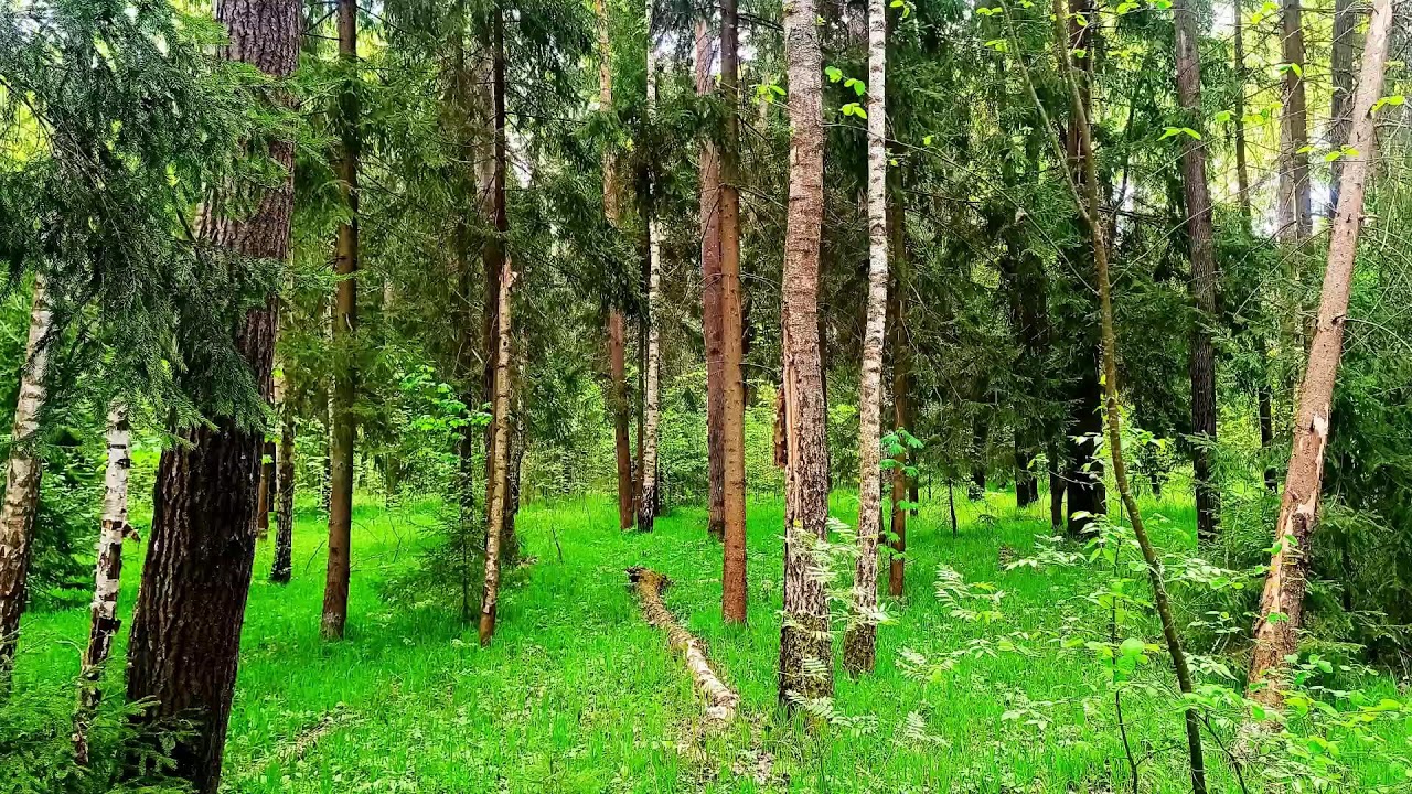 Звуки леса в формате 4K для успокоения 🌿 Умиротворяющее пение птиц и зелень для релаксации🌿