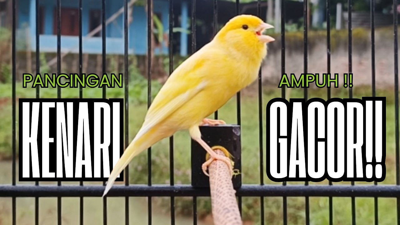 Pancingan Kenari GACOR panjang untuk Masteran Kenari PAUD & agar Kenari diam agar bunyi & gacor