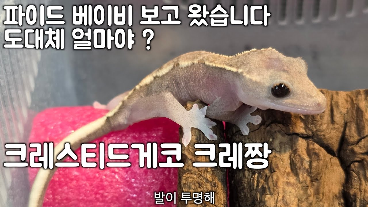 크레스티드게코 파이드 크레짱매장 방문기 #크레스티드게코 #크레스티드게코파이드 #크레짱님 #파충류크레짱