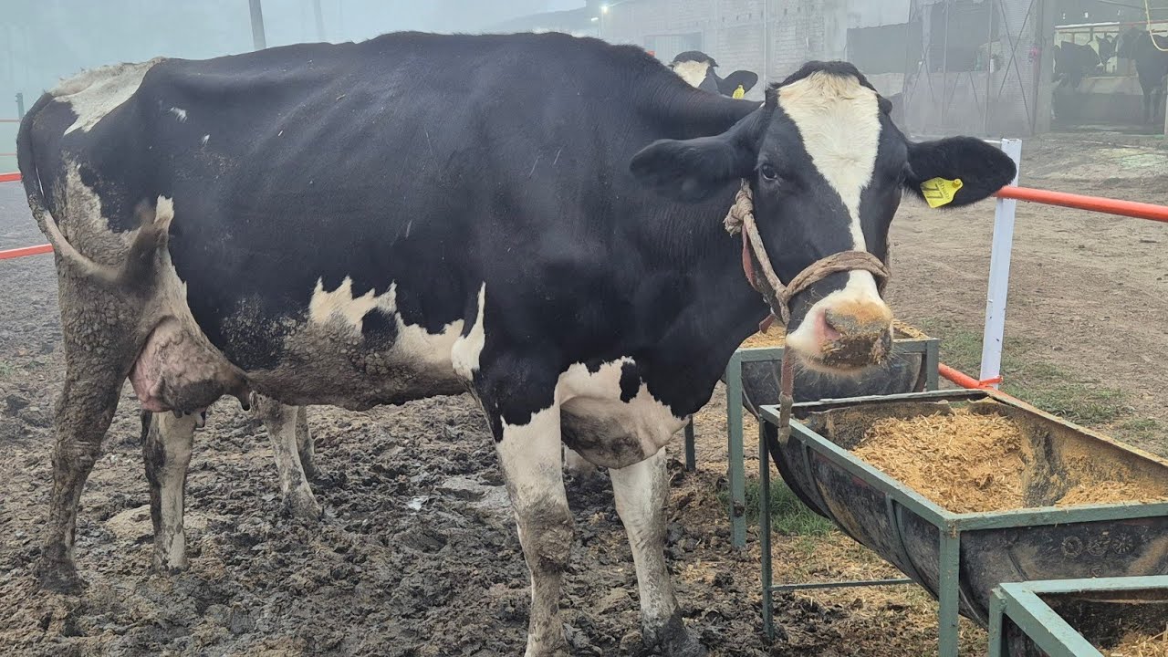 Our latest Cattles 45 litres + @maadairyfarmsbarabanki7068 