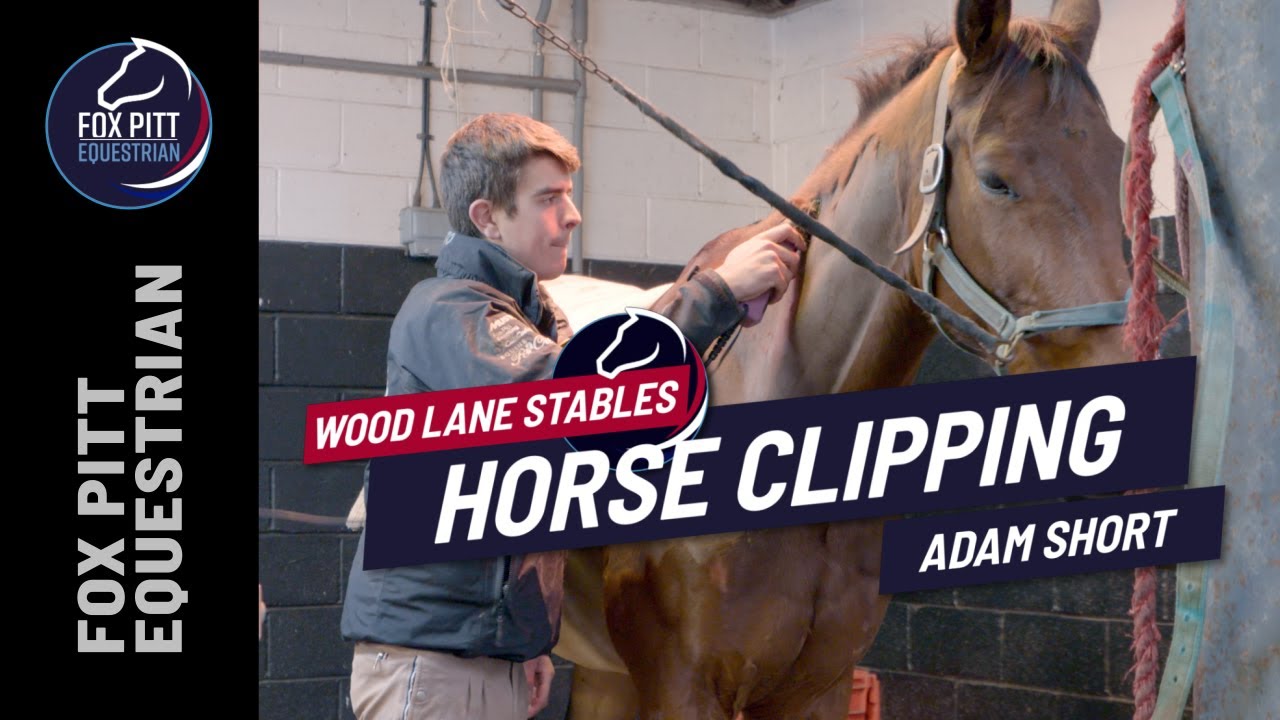 Horse Clipping | Ted gets a Hunter Haircut