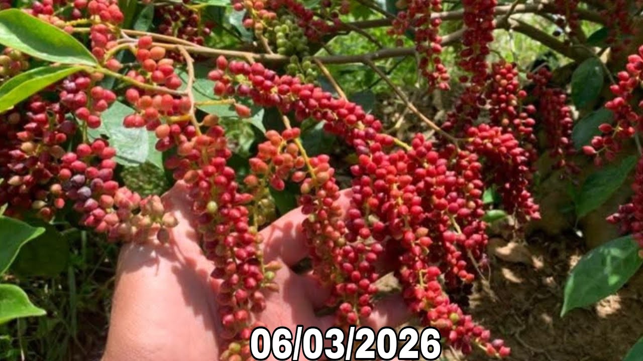 🌳BSKR - gl ae mai mini Thuần chậu, chòi mòi siêu quả (06/03/2026)☎️0965.773.818