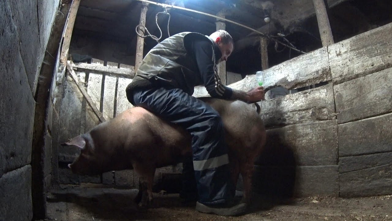 ‼️Искусственное осеменение ремонтного молодняка 🐖‼️ Ответы на вопросы по свиноводству 🐷