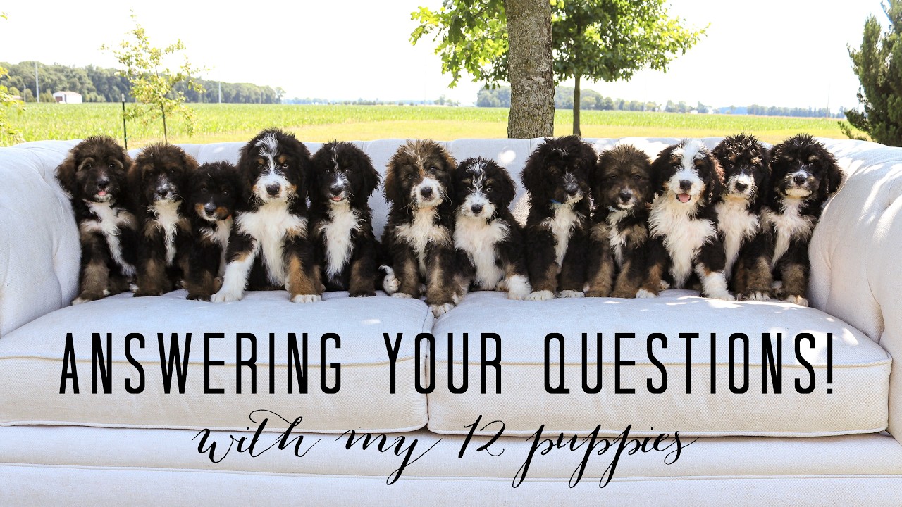 Q+A with my 12 Bernedoodle Puppies!
