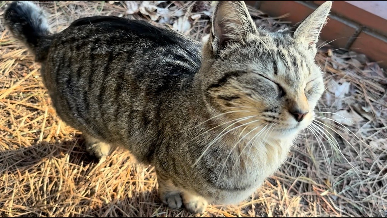 鳴き声も行動もあどけなくて可愛い純粋無垢な猫ニャッツ良い笑顔