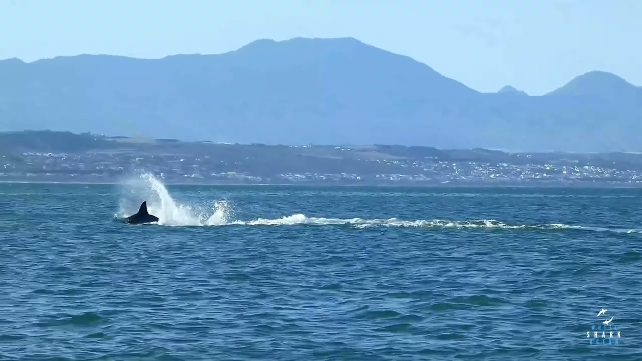 UNPRECEDENTED: Lone Orca Starboard HUNTS Great White Shark in South Africa! (Witness POV)