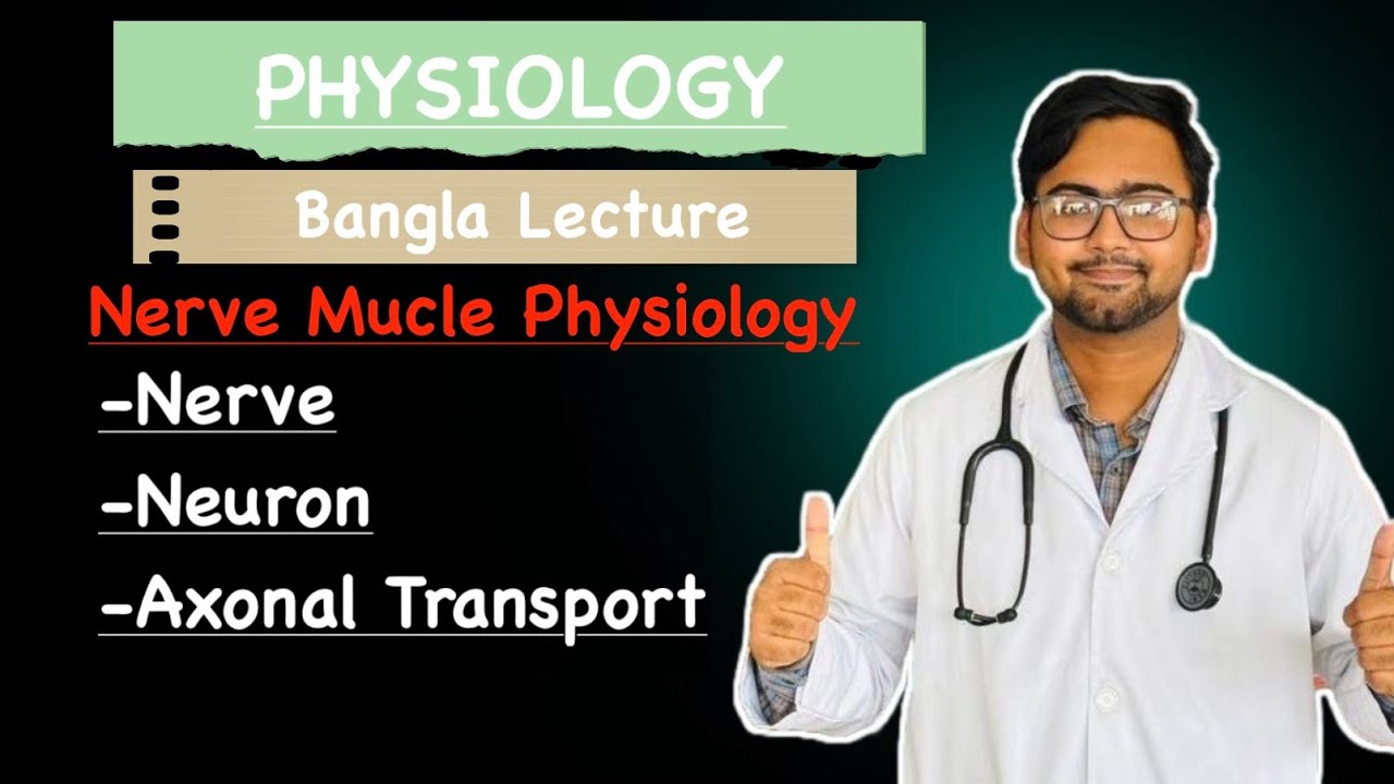 Nerve | Neuron | Axonal Transport | Nerve Muscle Physiology | Bangla