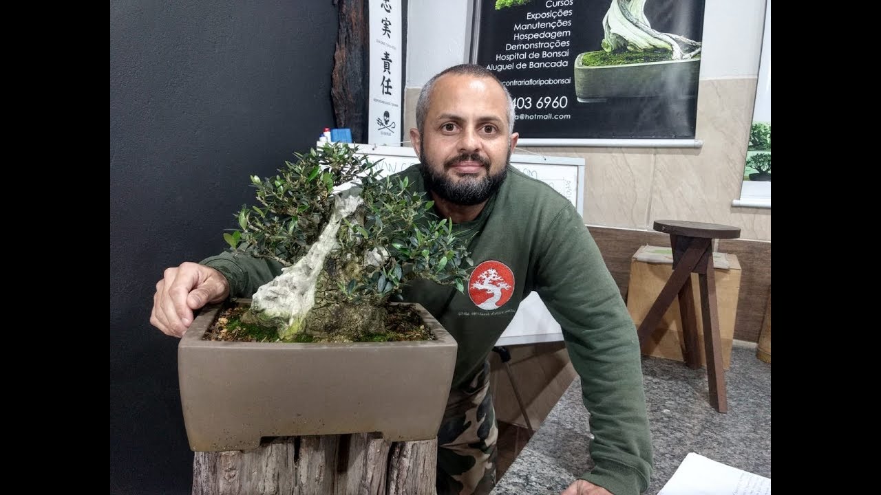 COMO FAZER BONSAI COM OLIVEIRAS | Como Fazer Bonsai
