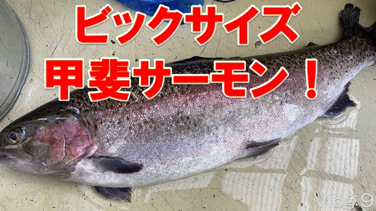【エリアトラウト】小菅トラウトガーデン釣行　ビックサイズの甲斐サーモン！