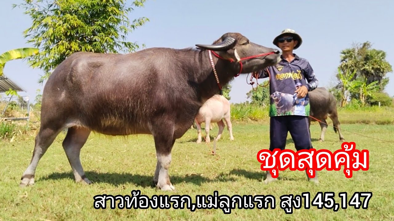 Ep.13 สาวท้องแรก,แม่ลูกแรก สูง145,147 เผือกลูกสาวโก้เมืองเพชร ชุดสุดคุ้มสายพัฒนา