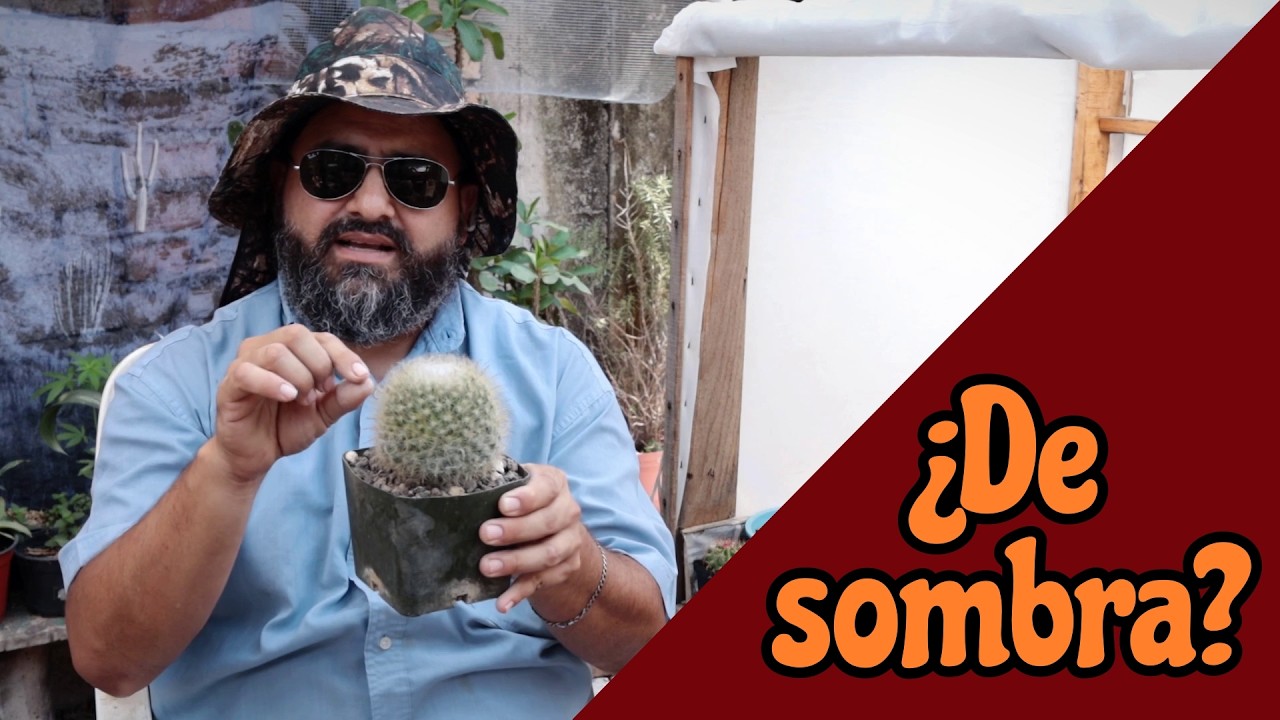 Como saber si un cactus o suculenta es de sol