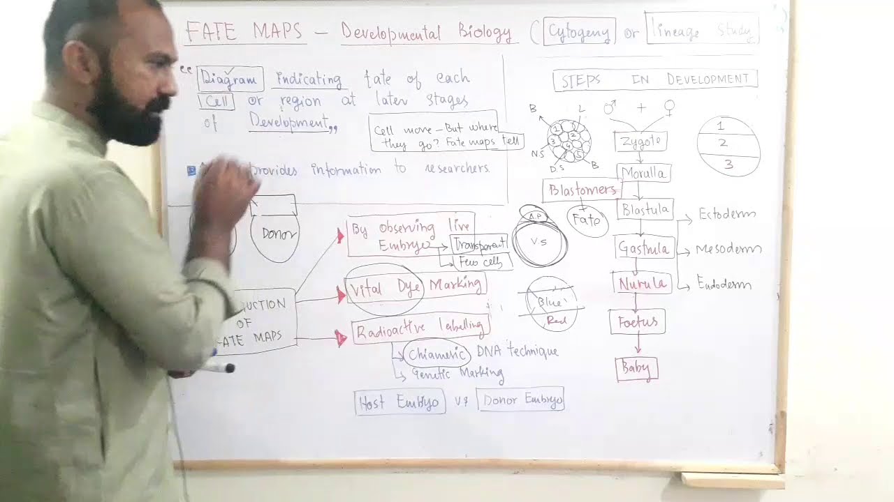 Fate Maps || Developmental Biology || Zoology