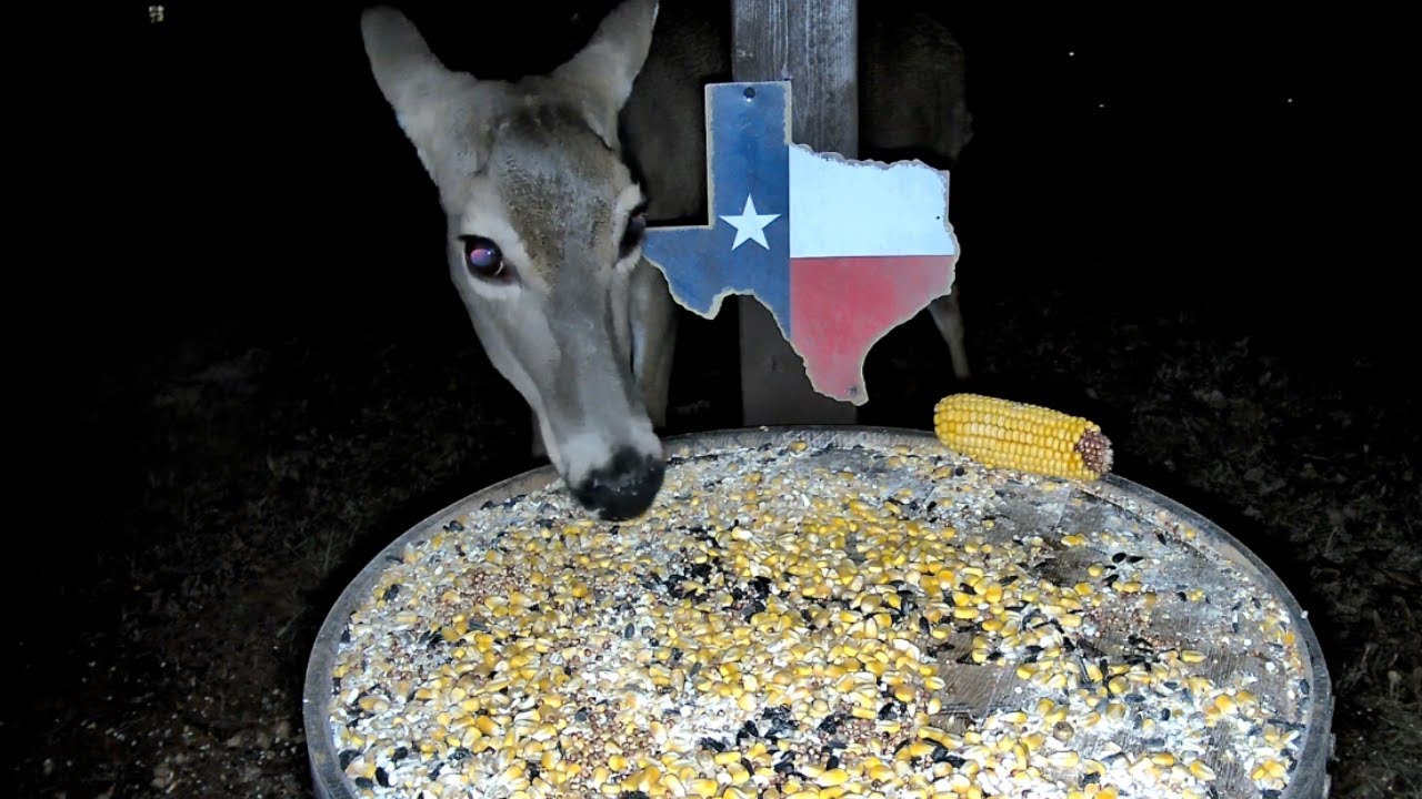 🦌🦝 Night Deer & Raccoon Cam | Peaceful Late-Night Wildlife in East Texas