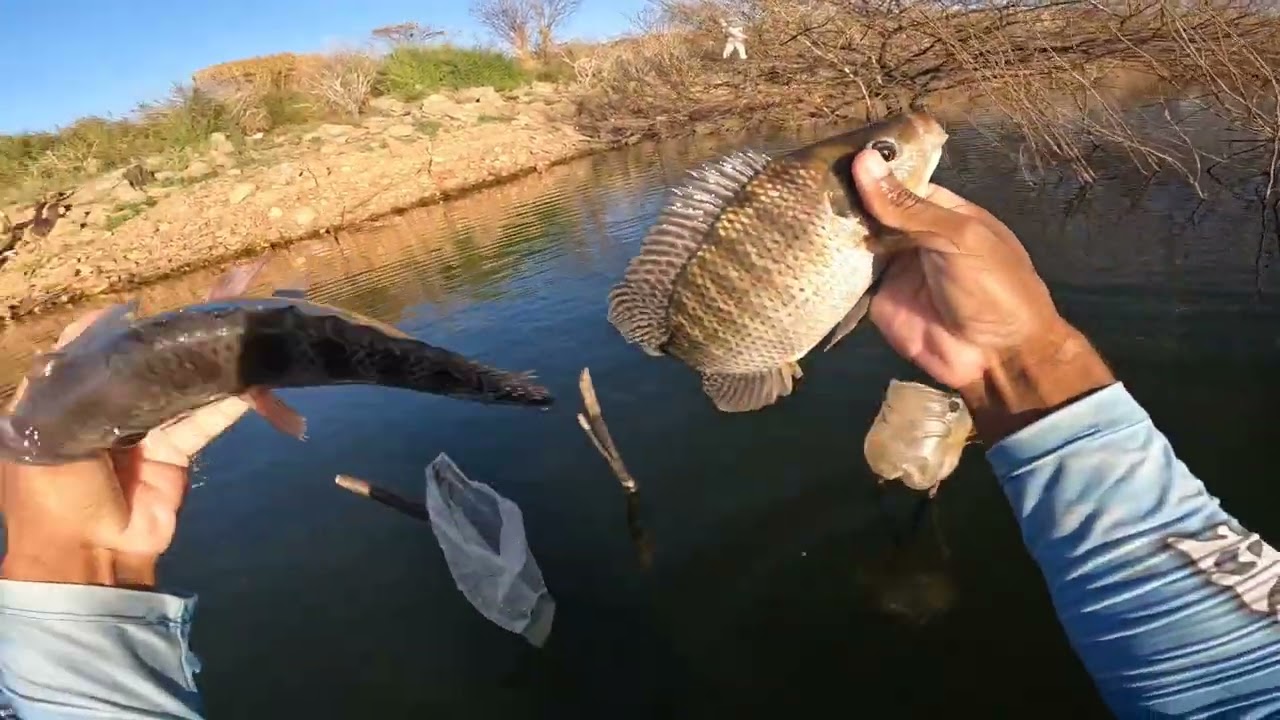 Forma correta de isca camar&atilde;o para pescar tilapia