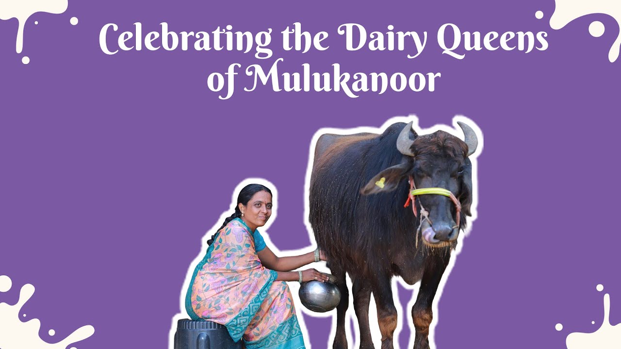 From Villages to Leadership: Dairy Queens of Mulukanoor