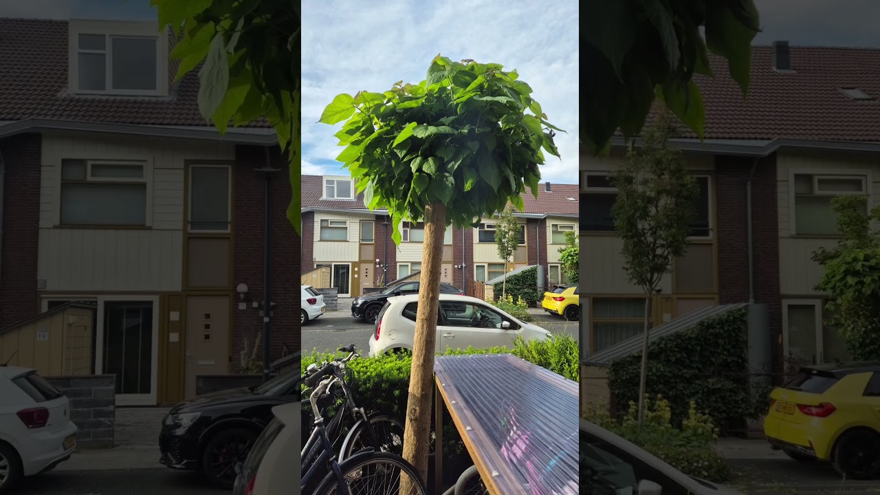 Pollarding Cutting Bolcatalpa Snoeien Zagen 2024