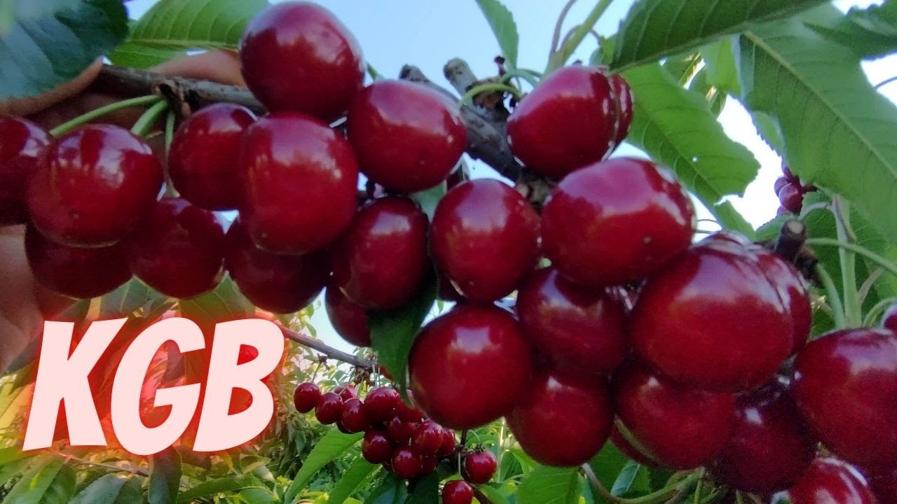 KGB cherries