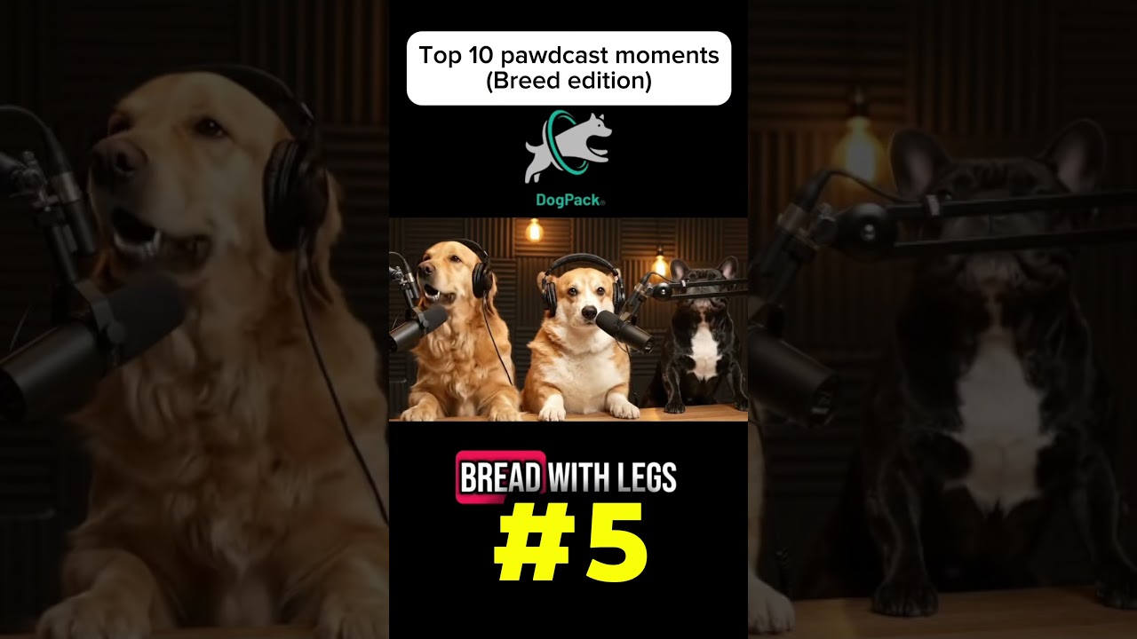 Top 10 pawdcast moments: Dog Breed Edition 🐩