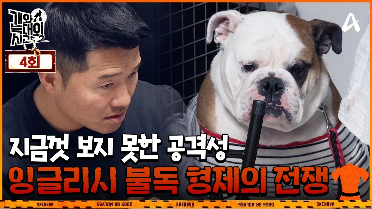 [예능] 개와 늑대의 시간 시즌2 4회_250128_위기의 다견가정: 수컷 형제가 마주치면 싸운다