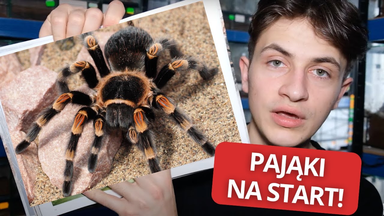 8 PTASZNIKÓW, które musisz kupić! Poradnik dla początkujących |ARACHNOHOBBIA|