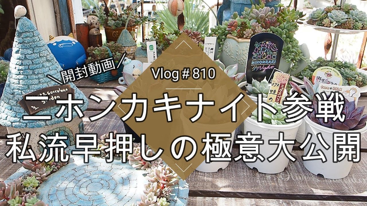 【Vlog810】【多肉植物】ネットで多肉狩り開封動画📦#ニホンカキナイト 参戦🎪私流の早押しの極意大公開【日本花キ流通さん】【植え替えどうする？】