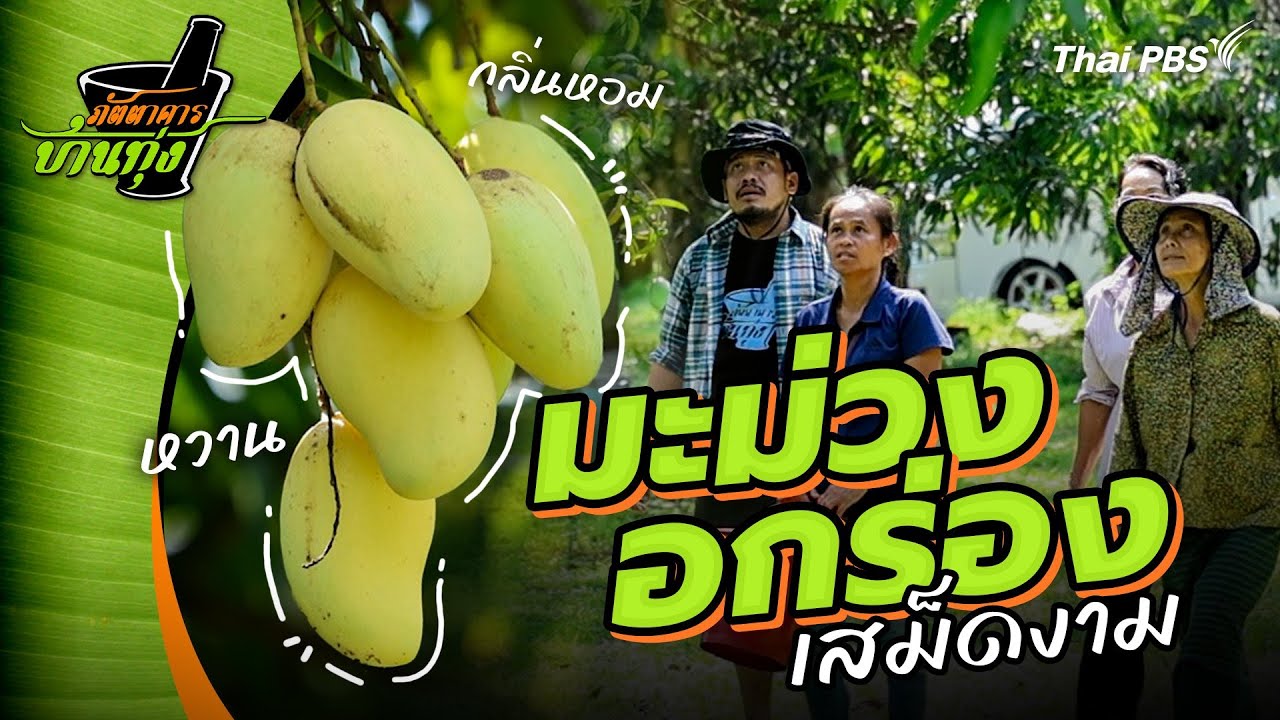 มะม่วงอกร่องเสม็ดงาม | ภัตตาคารบ้านทุ่ง
