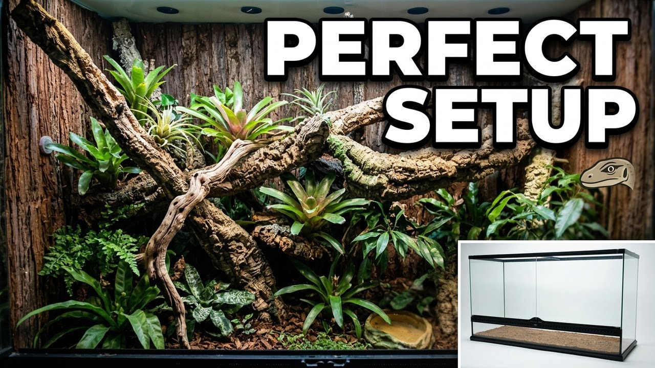 How to set up a Terrarium for Spotted Tree Monitors