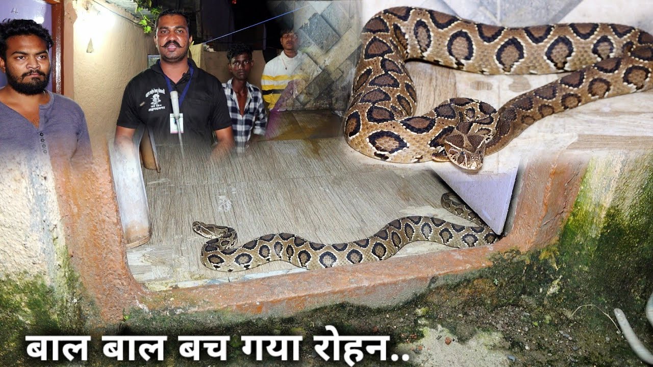 बाथरूम जाना पड जाता महंगा, बाल बाल बच गयी जान Rescue Russell's viper snake from Ahmednagar