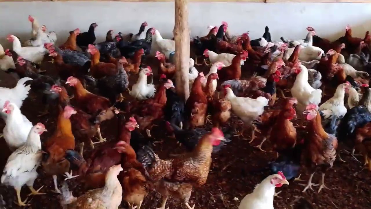 Nos poulets goliaths ont 3 mois 7jrs aujourd'hui 💪🙏