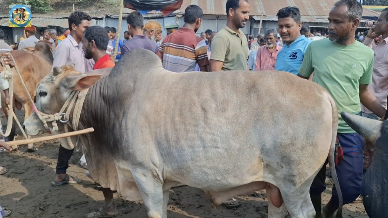 @ 18/3/2026|| মাংসের ওজনে খামার উপযোগী কুরবানির ষাঁড় গরু কেনা খোচাবাড়ী হাটে||