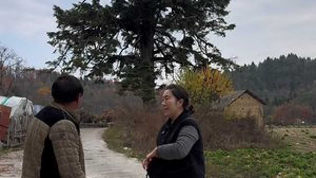 这里秋景美不胜收，还有390多年的古杉树。真是人杰地灵，每一处都似画卷，每一口腊肉都有幸福滋味#三农 #我的乡村生活#土特产走出大山 #神农架
