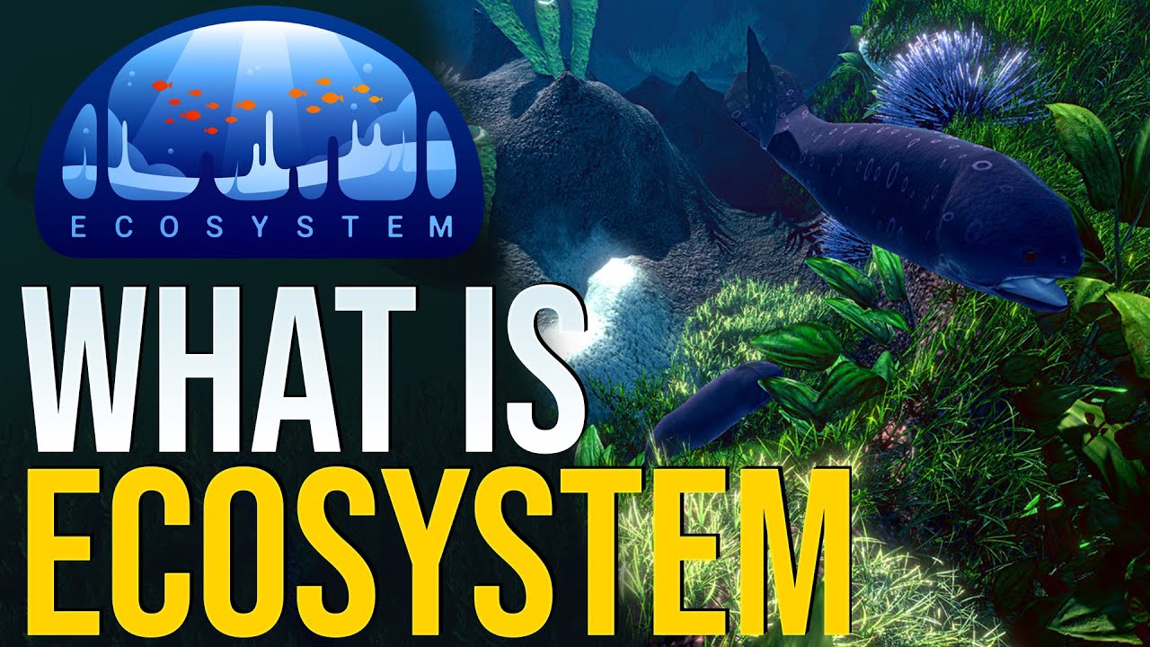 Ecosystem | Showcasing it's Features