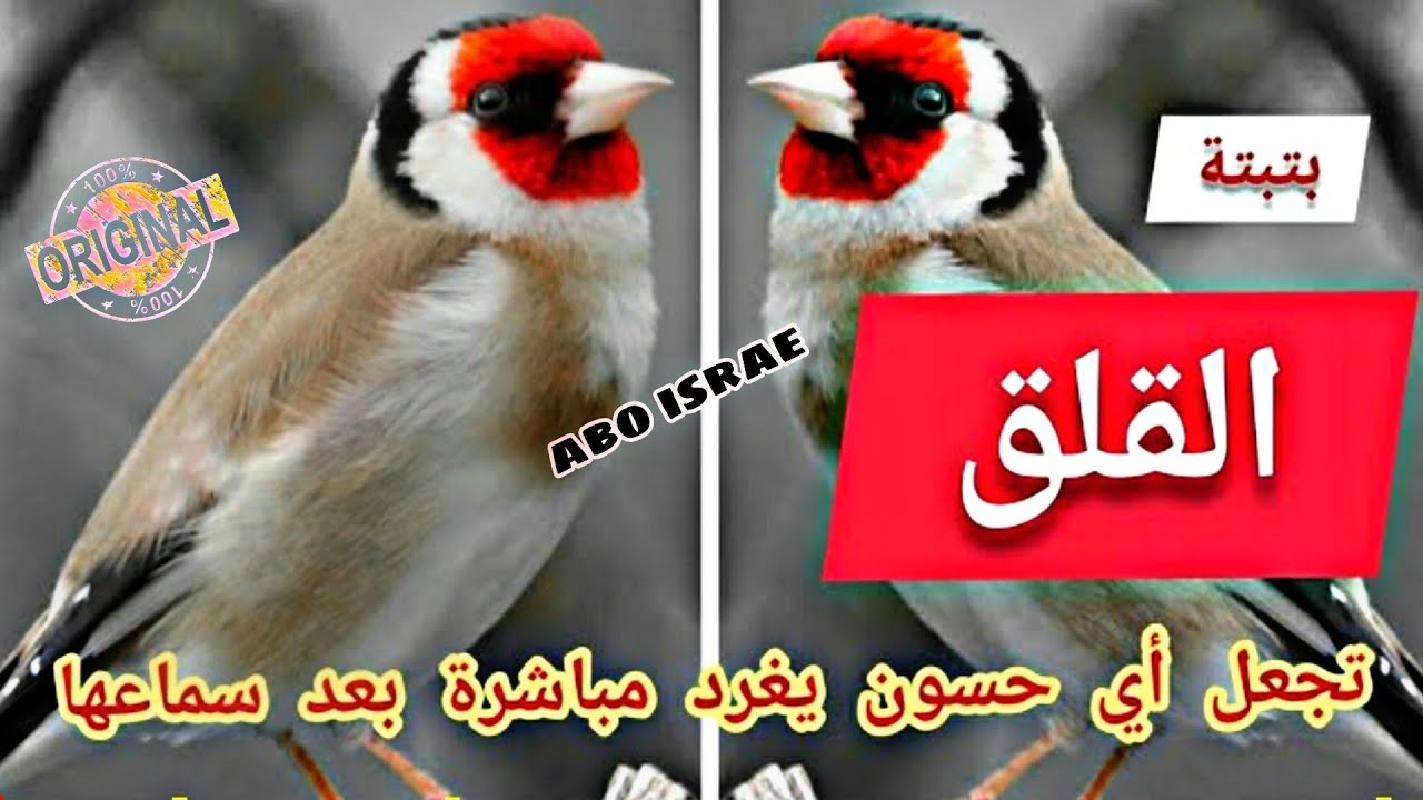 #بتبتة القلق هذه البتبتة مخصص للذكور اللتي لا تريد الغناء او صدمة 😲انصحكم بتجربتها وتحميلها على 📲