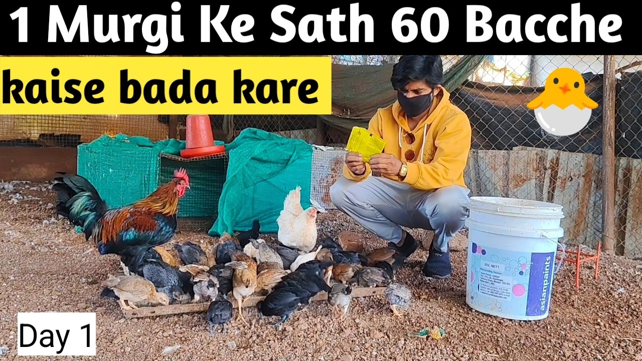 Desi Murgi Palan kaise kare | Day 1 | Poultry Business | Desi Murgi | Desi Murgi Farm #pets