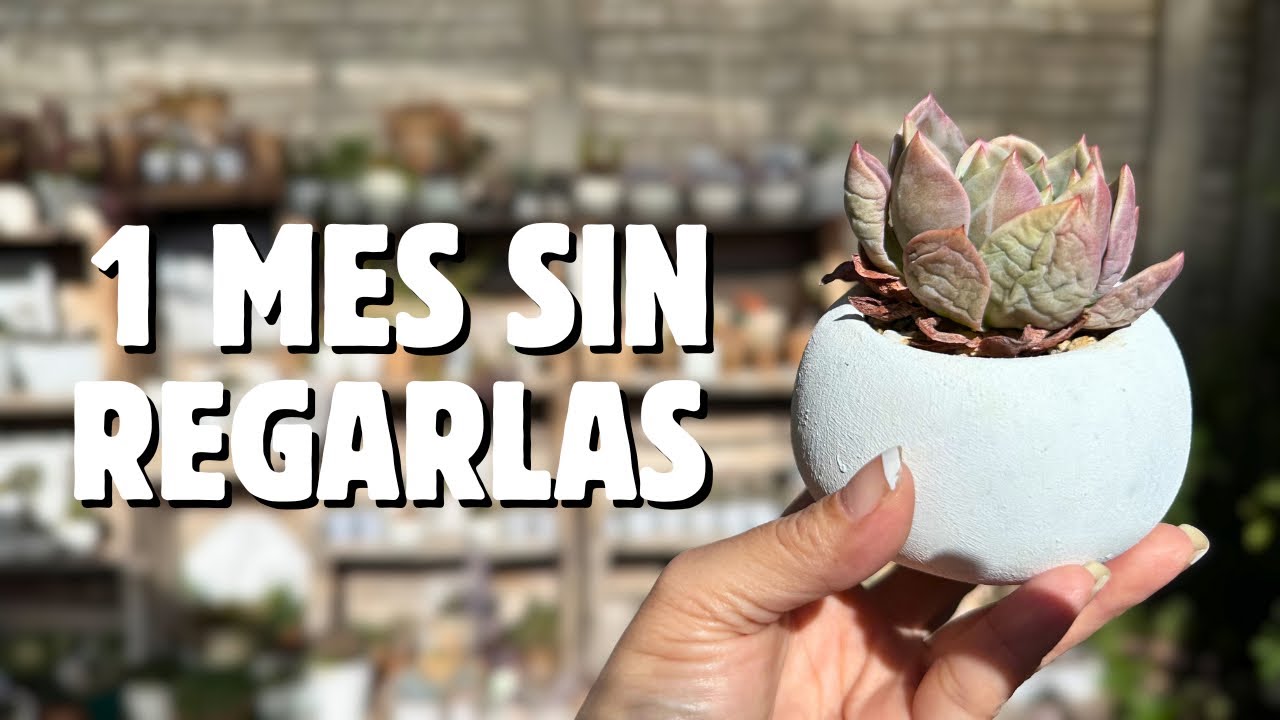 🥀NUNCA habían estado tan DESHIDRATADAS mis SUCULENTAS, te cuento por qué (2da parte)