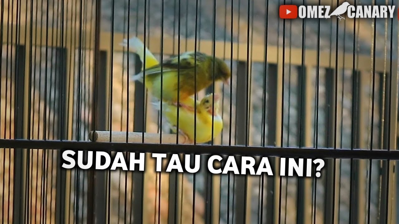 Yang Lagi Belajar Ternak | Tonton ini