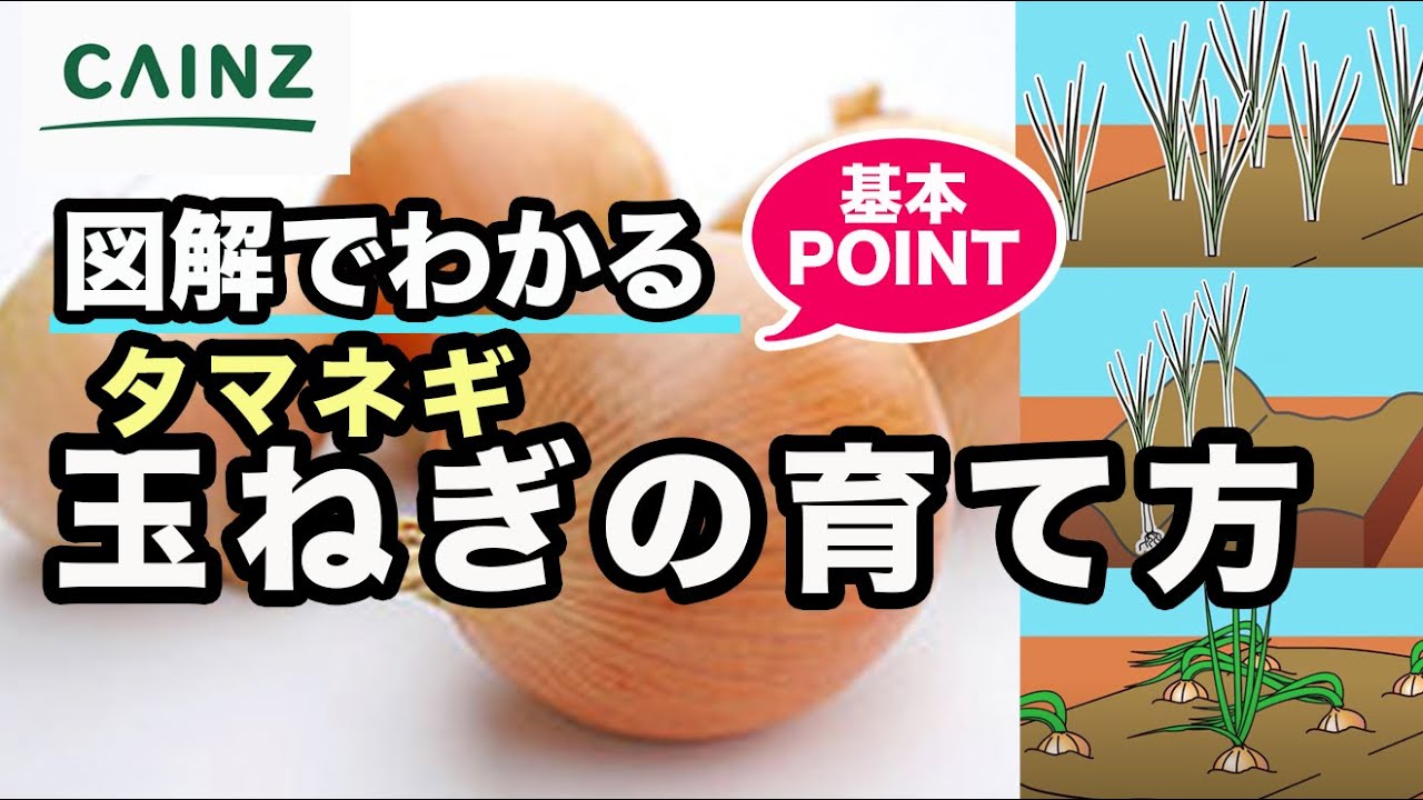 タマネギの育て方｜玉ねぎの栽培方法【カインズ野菜栽培】